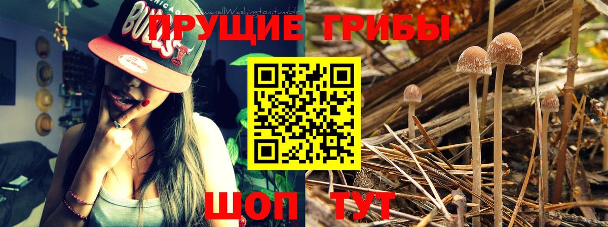 Галлюциногенные грибы Cubensis Тулун
